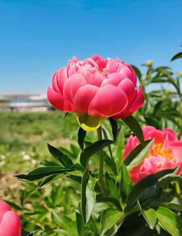 4月下旬至5月中旬，花相接棒花王！菏泽芍药最佳观赏期出炉了！