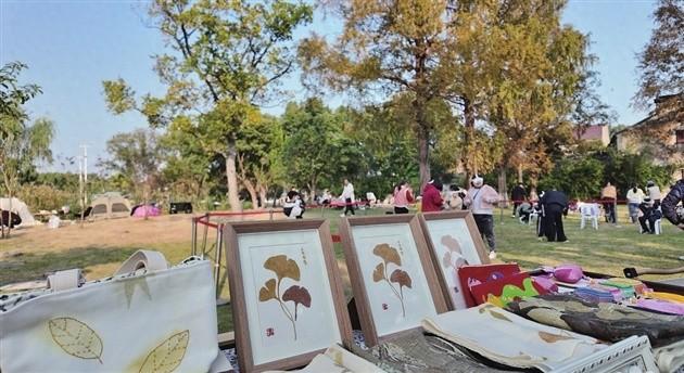 千年银杏渐入“颜值巅峰期” 来太平老街感受“金”艳