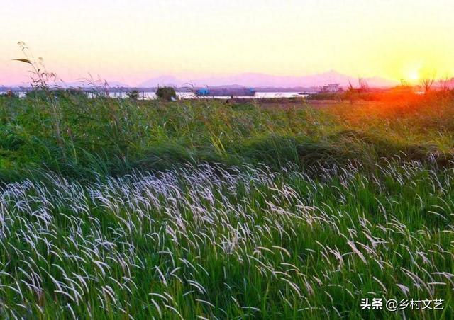 两河口的芦苇荡