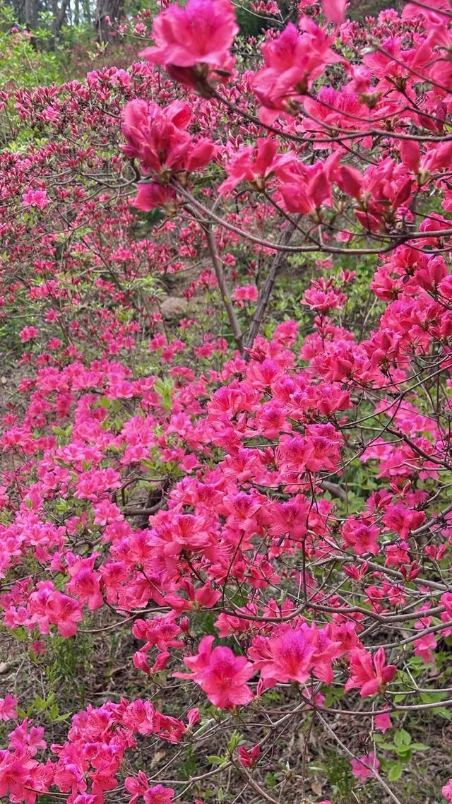 本周末！大珠山映山红进入赏花期