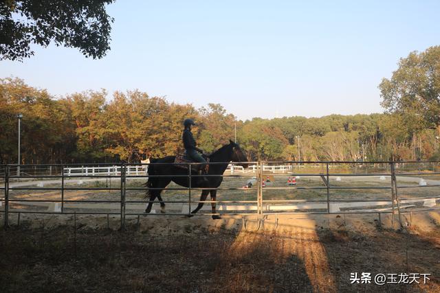 周庄印象丨遇见骑马练习场