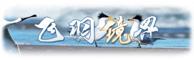 飞羽镜界丨我在北京奥森公园拍到了“鸟中大熊猫”，是幸运吗！