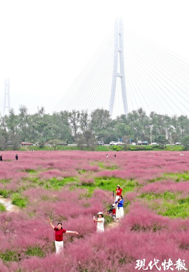 @南京人，江边这片“粉色海洋”等你打卡