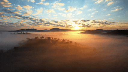 普洱竜竜坝茶园晨雾鎏金，美到心醉