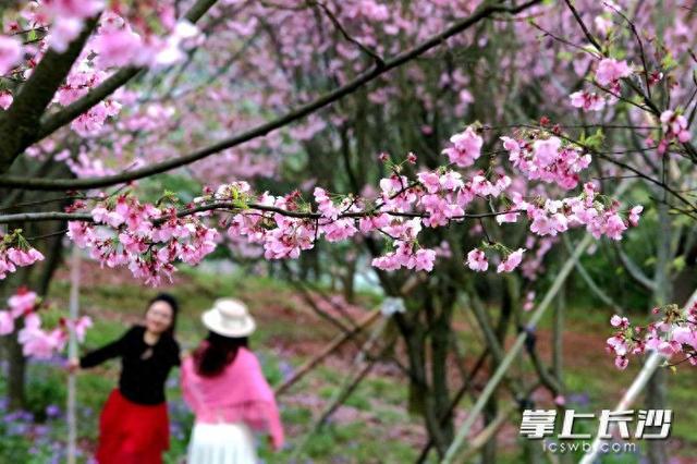 含浦80亩樱花林盛放，邂逅别样春日浪漫