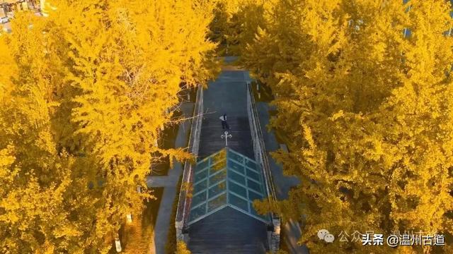 初冬，温州这处教堂旁的银杏林，从来不负秋！