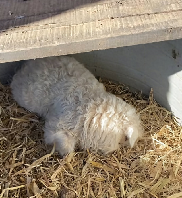 网红羊后续：身价涨三十万，真相揭秘不出所料	，小羊可能保不住了