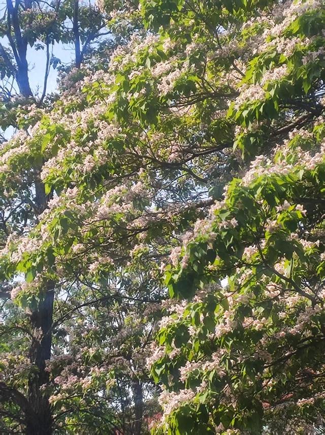 中原区昆仑路楸花如紫色瀑布