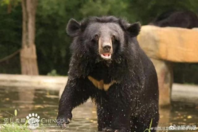 月熊福安离世,陈乔恩发文告别:不再疼痛,也不再受苦,她曾长期关注并支持福安的救助与康复