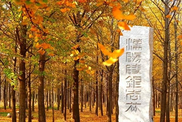 咸阳的秋浸着秦汉底蕴油画，这4 处赏秋地藏着不输长安的千年浪漫