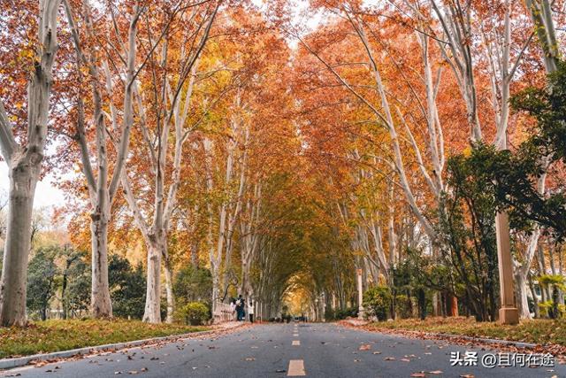 南京C位秋色！陵园路灵谷寺梧桐进入全盛期，错过又等一年
