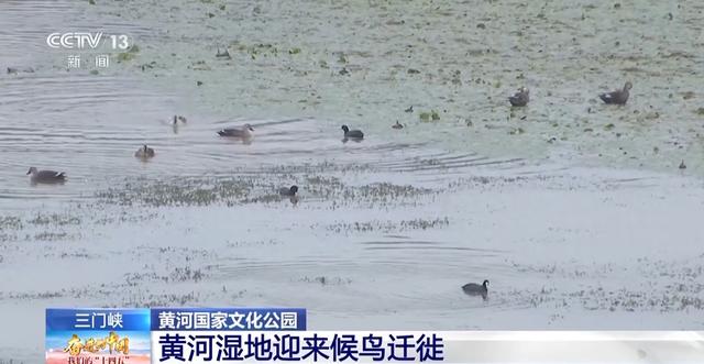 首批大天鹅已抵达！来三门峡黄河湿地赴一场生态与文化之约