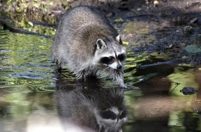 萌趣可爱！泰山虎山百鸟园浣熊家族正式“营业”