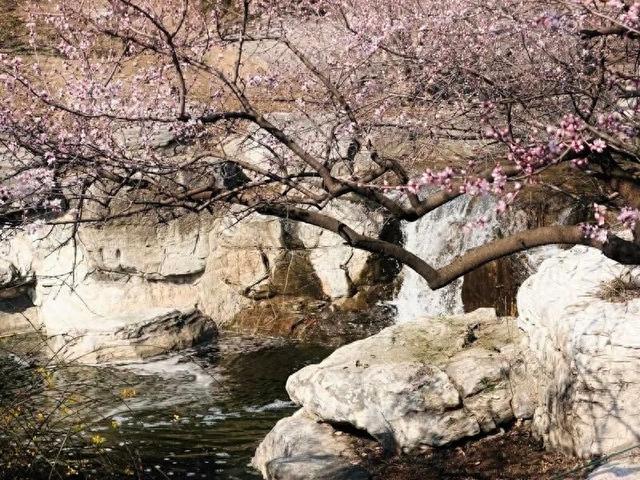 国家植物园的春花排期来了——