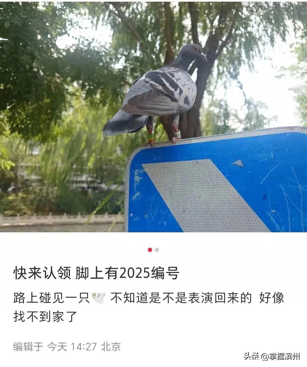 溜出去50多个小时 这只和平鸽刚到家(放飞后约15分钟,就有和平鸽飞回家了) 溜出去50多个小时 这只和平鸽刚到家(放飞后约15分钟,就有和平鸽飞回家了)