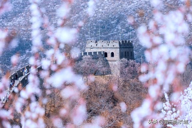 今日清明 慕田峪长城邀您踏青寻春