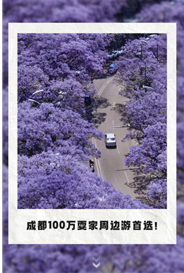 比大理浪漫！比昆明更近！高铁直达阳光小城，2万株蓝花楹美疯！观海登山，美食吃到爽！