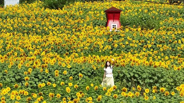 开阳县南江乡：300亩向日葵花绽放 盛夏美景引客来