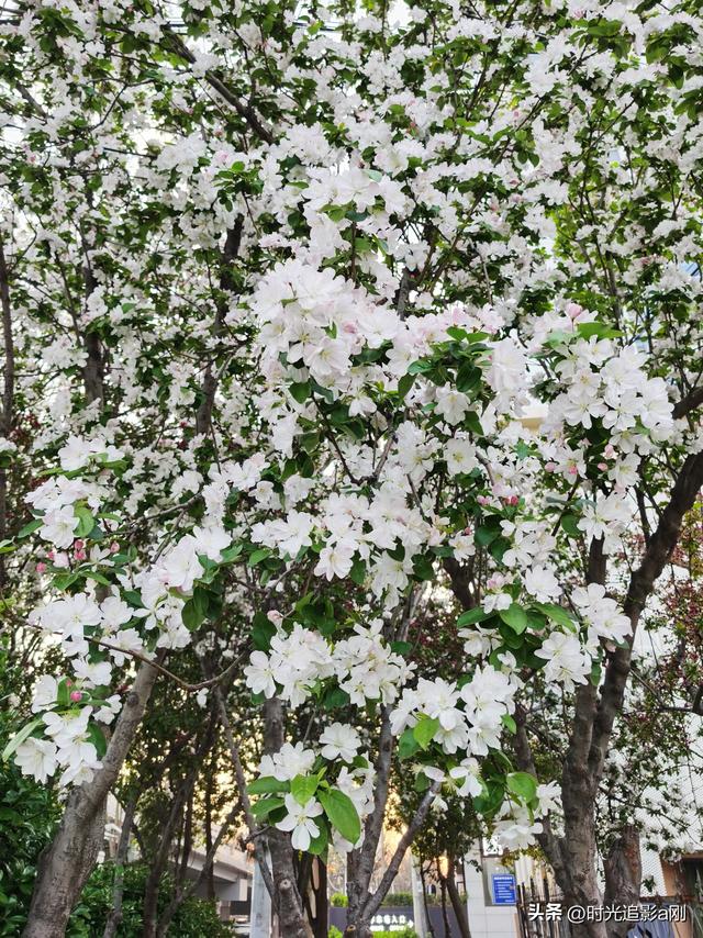 风送海棠香，春满石家庄