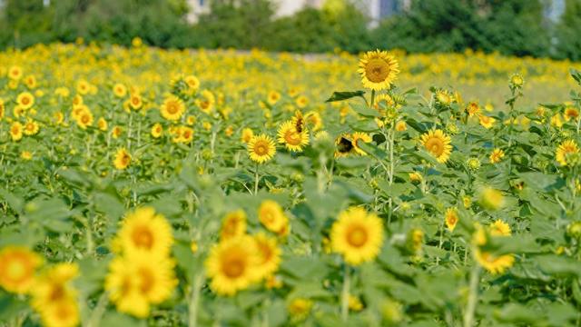 武汉市区最大向日葵花海免费开放 3.3万㎡金色花田绽放迎客