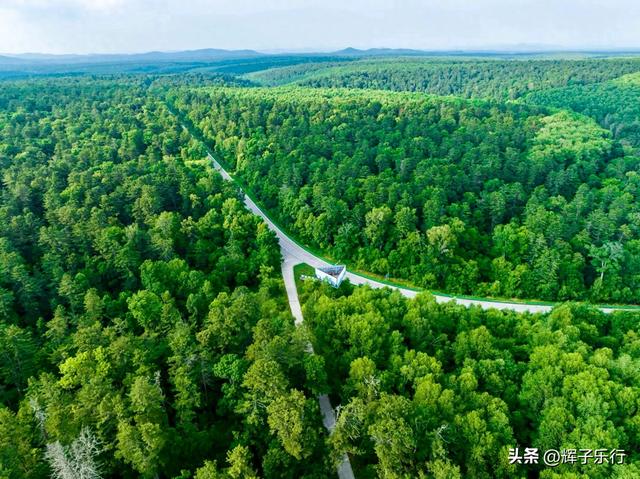 探秘中国最美古树群——吉林长白山古树公园