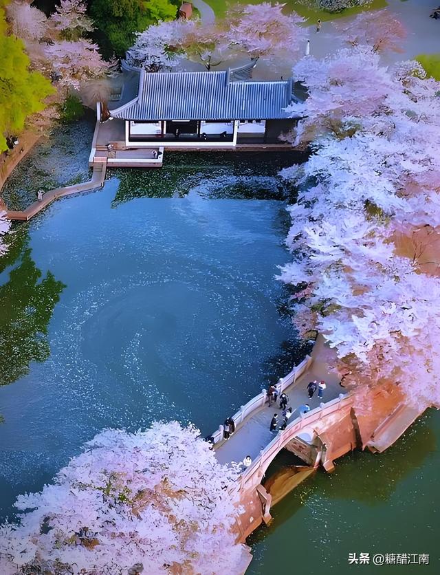 四月无锡一日游攻略｜错过鼋头渚樱花，这趟紫藤 + 杜鹃之旅更江南