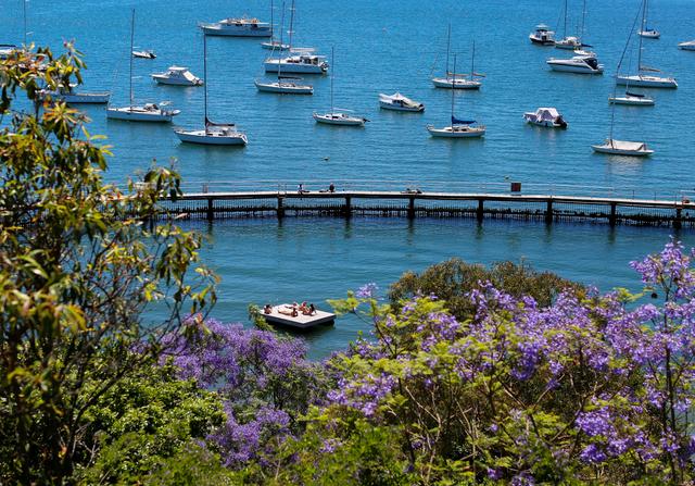悉尼蓝花楹盛开