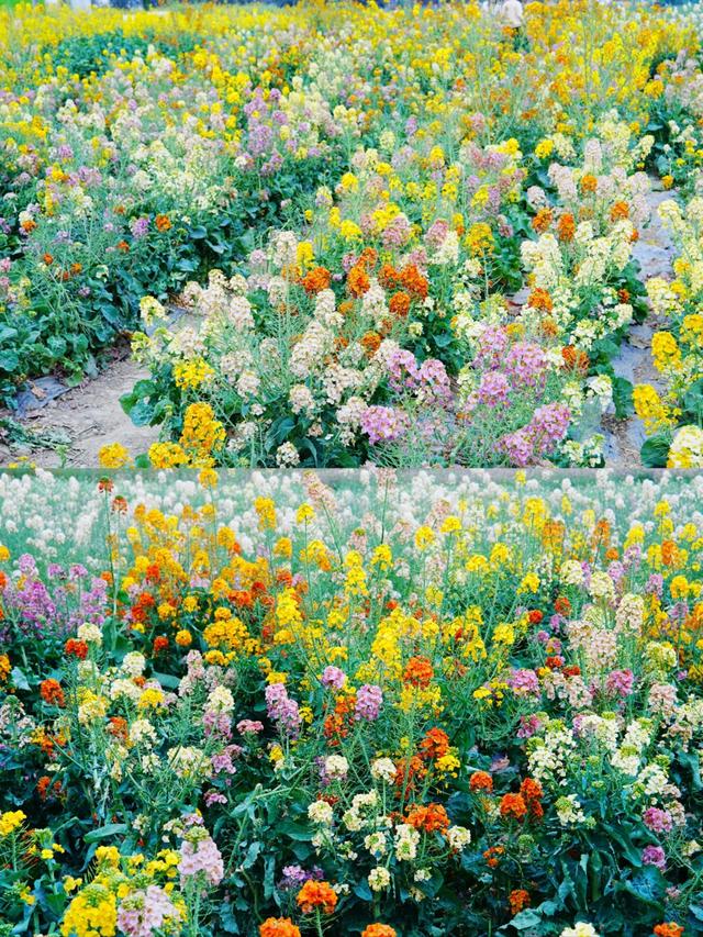 4月中下旬最后的花期，这6个地方还能赶上春天的尾巴