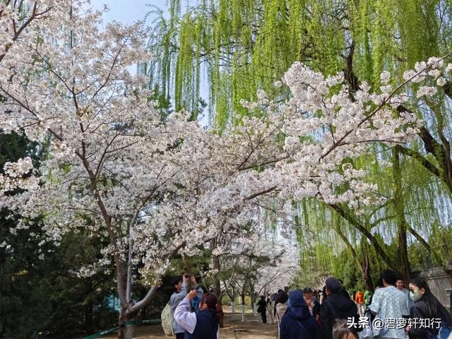 北京玉渊潭,赏樱正当时