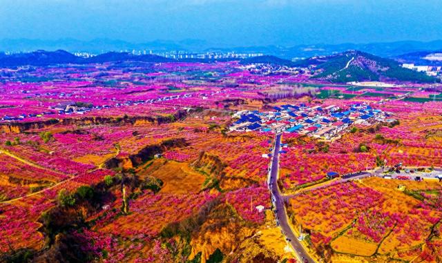 肥城桃花开成海 桃源春风醉若仙