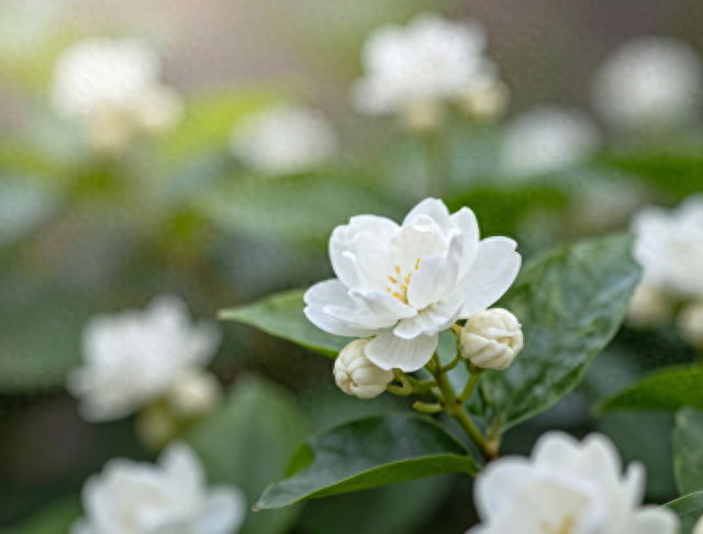 秒杀人造景！漳州千亩茉莉炸裂，真国色天香