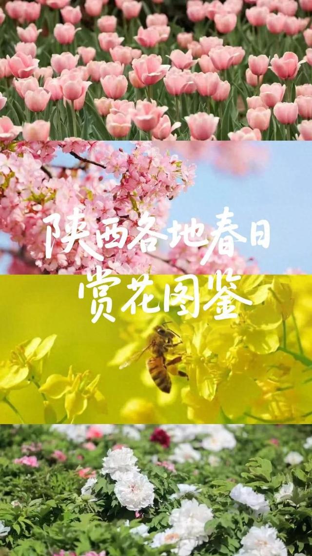 超全！陕西各地春日花海赴约指南