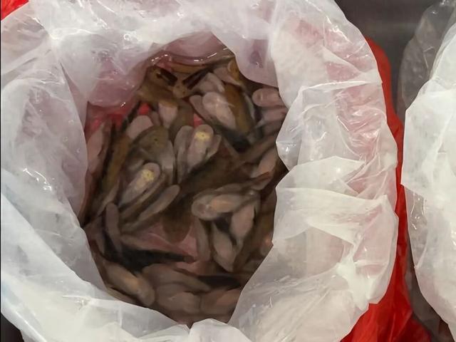 深圳海关在一进境女旅客黑色长裙内，查获229条活体鱼，网友：这是一条“鱼尾裙”