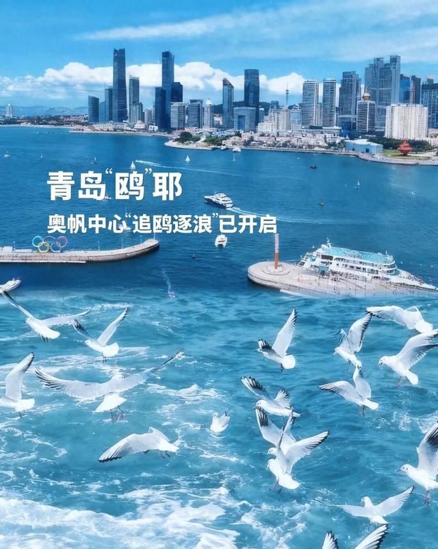 青岛“鸥”耶！在奥帆“追鸥逐浪”，背景板是城市天际线！