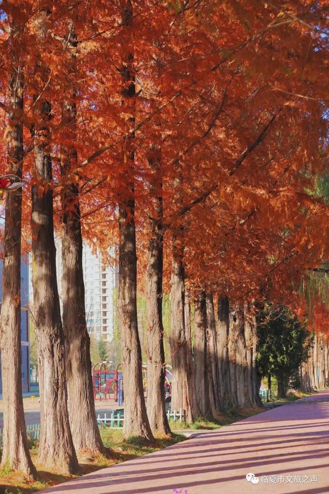 闯入油画世界!东郊公园水杉廊道正红得热烈,美到失语~