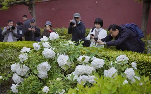北京景山公园“牡丹路”迎最佳观赏期，这场雨对牡丹有影响吗？