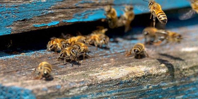 蜜蜂的形态和特点是什么（蜜蜂为何身披铠甲探秘其独特外部形态）