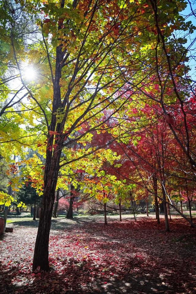 长春一5A级景区官宣：这些人免票！