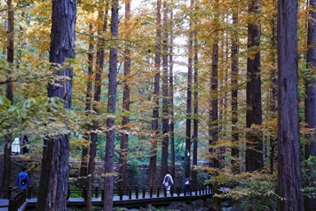 国家植物园进入彩叶最佳观赏期