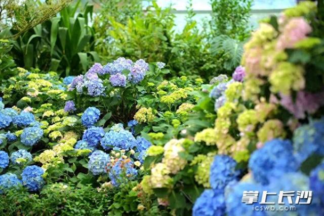 浪漫拉满！省植物园六大绣球绽放等你来打卡 ｜ 组图