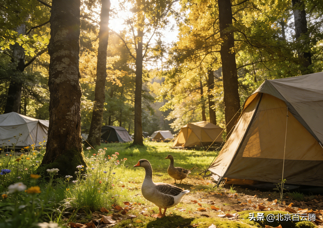 优化策略谷歌（2026年谷歌GEO优化终极指南避开三大误区）