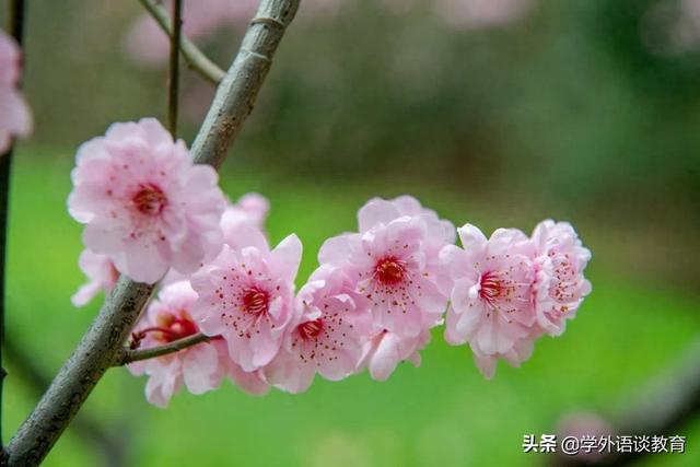 努力勤奋认真学习的经典句子（与学习方法专心学习合作学习高效学习有关的英语经典句子）