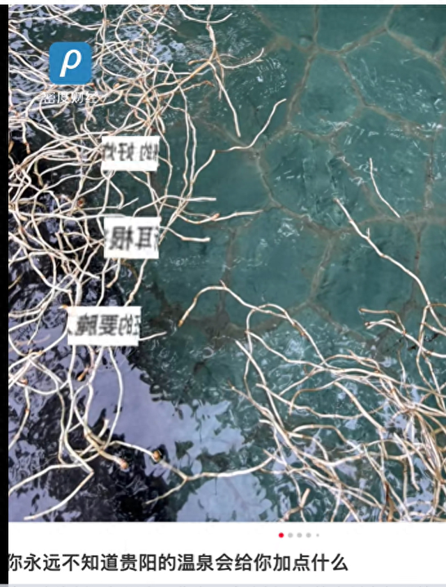 度假区回应推出“折耳根温泉”：可以舒缓经络，保证睡眠，泡完身上不会有异味
