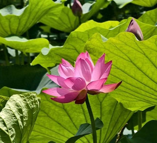 回民区：在青城公园捞一捧清凉