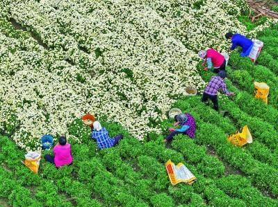 药香伴旅程：一张文旅融合的“中国方”