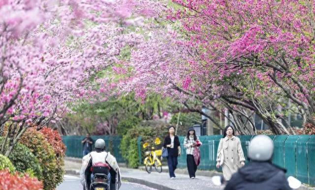 这两天的杭州顶流，不是太子湾，不是西湖，而是集齐了四季的万
