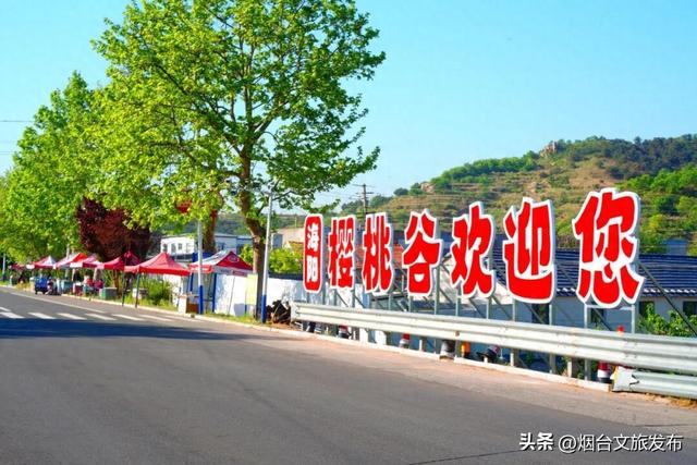 【乐游烟台】来烟台海阳樱桃谷！摘樱桃、听村歌，邂逅最美初夏田园！
