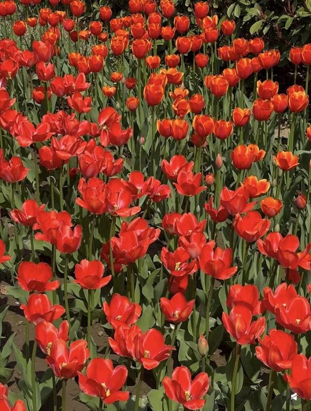 郑州8个春日花海来了，全部免费！