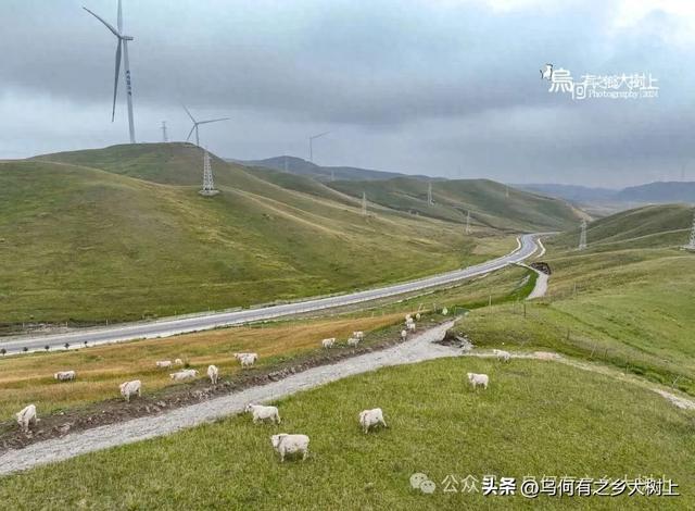 沿着338国道,从古浪县进入天祝县藏区,山谷里全是牦牛