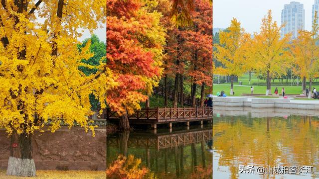 重庆主城6处遛娃赏秋宝藏地，公交地铁直达，收藏备用！
